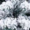 6ft Flocking Tied Light Christmas Tree